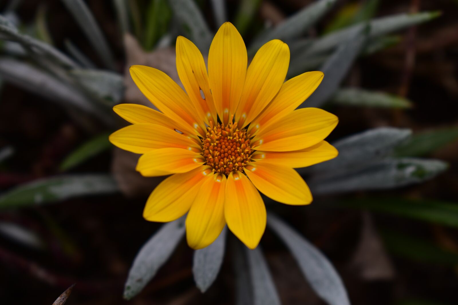 Nikon D3400 sample photo. Nature, plant, flower photography