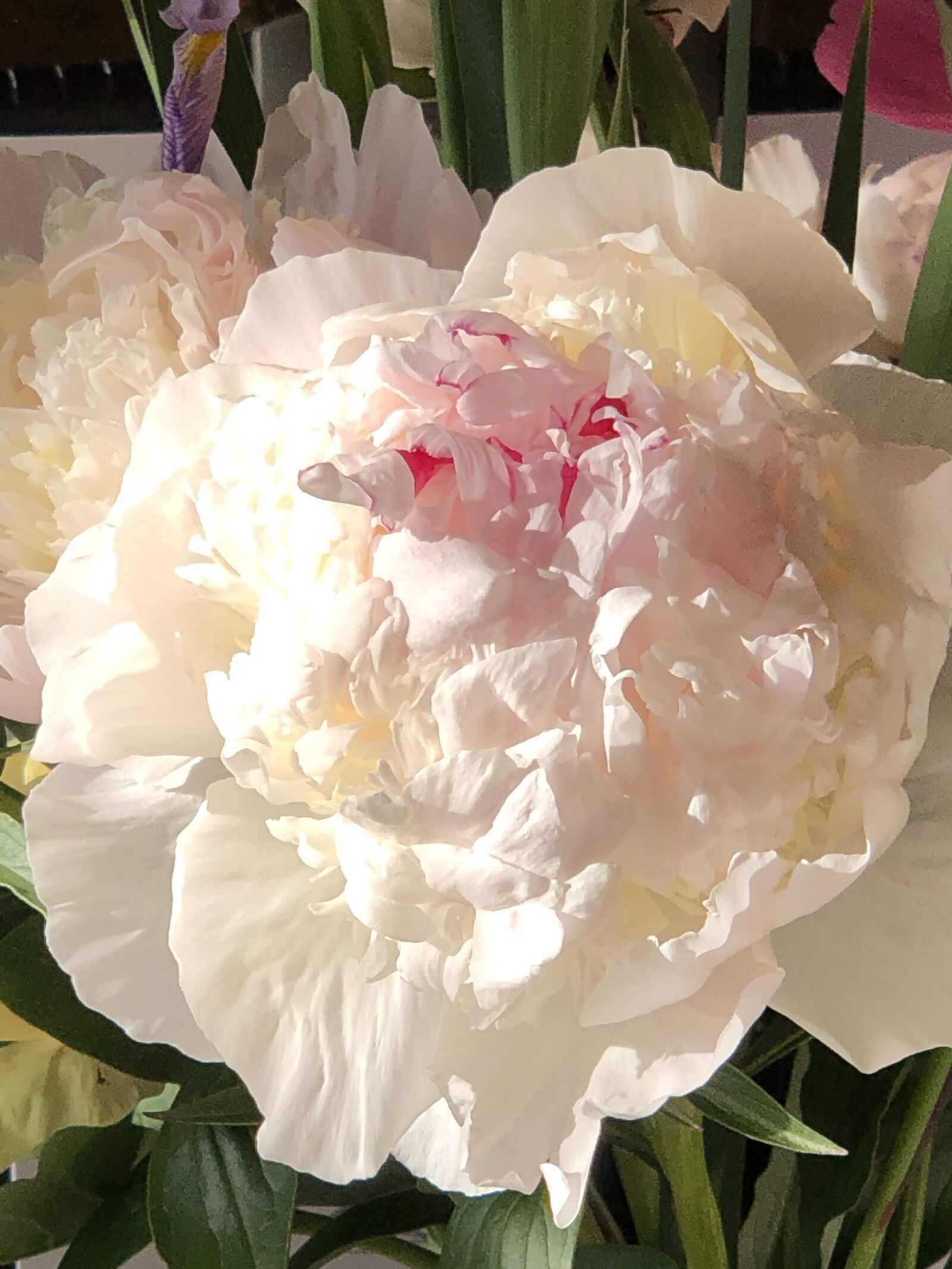 iPhone X back dual camera 6mm f/2.4 sample photo. Peony, summer, white photography