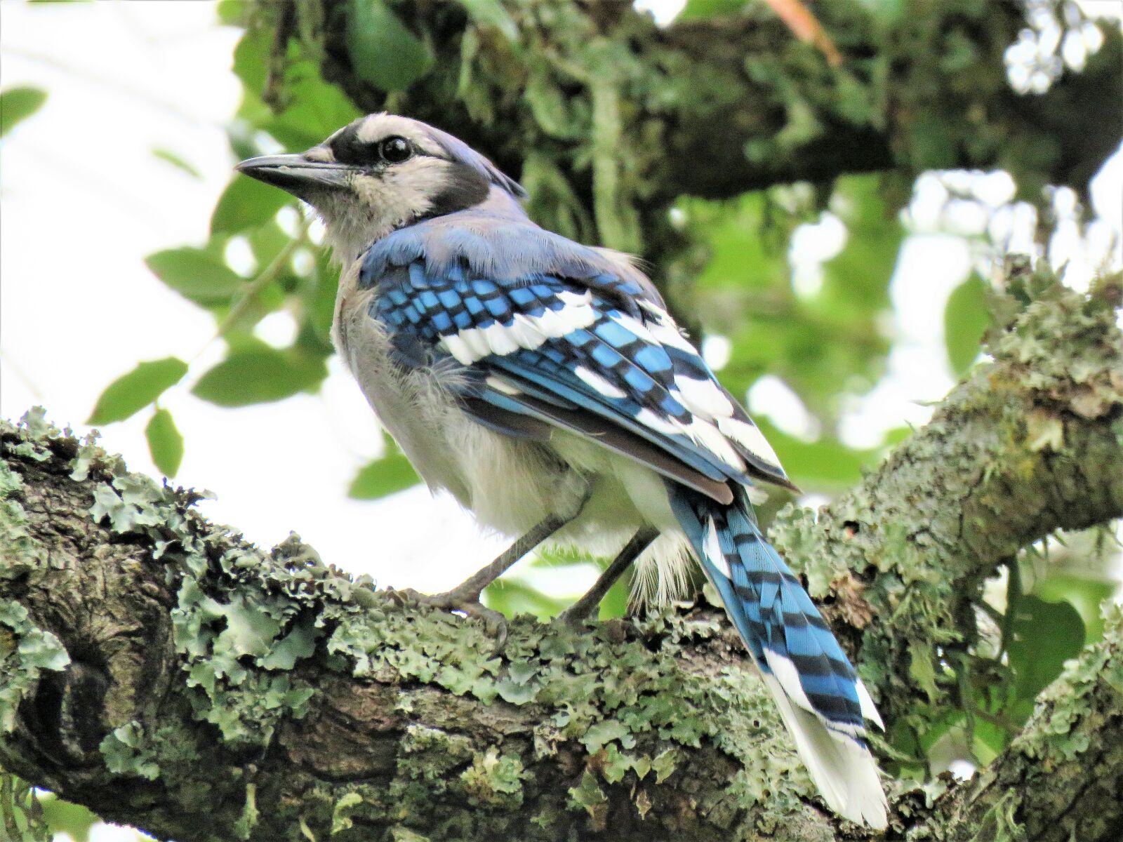 Canon PowerShot SX60 HS sample photo. Bird, blue jay, blue photography