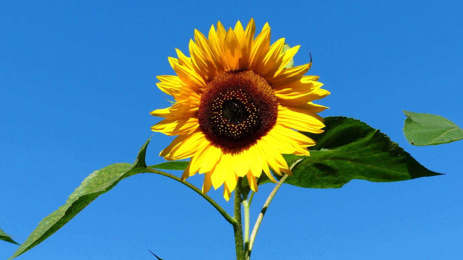 Panasonic Lumix DMC-FZ300 sample photo. Sunflower, plant, yellow photography