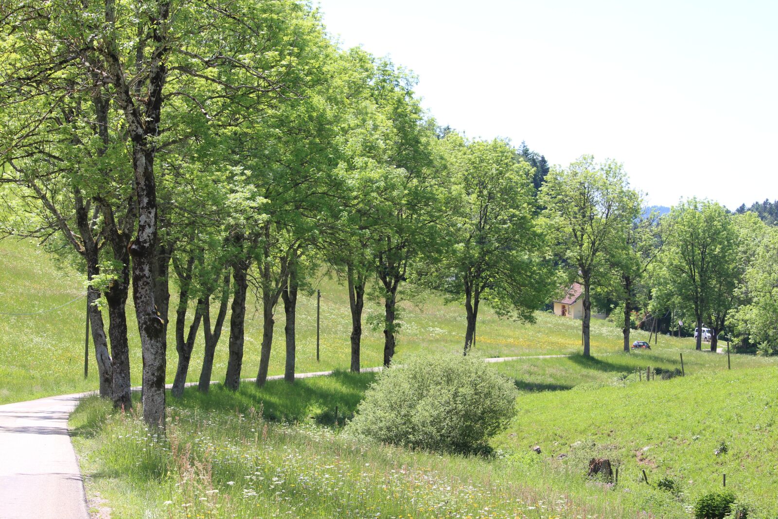 Canon EOS 700D (EOS Rebel T5i / EOS Kiss X7i) sample photo. Avenue, trees, black forest photography