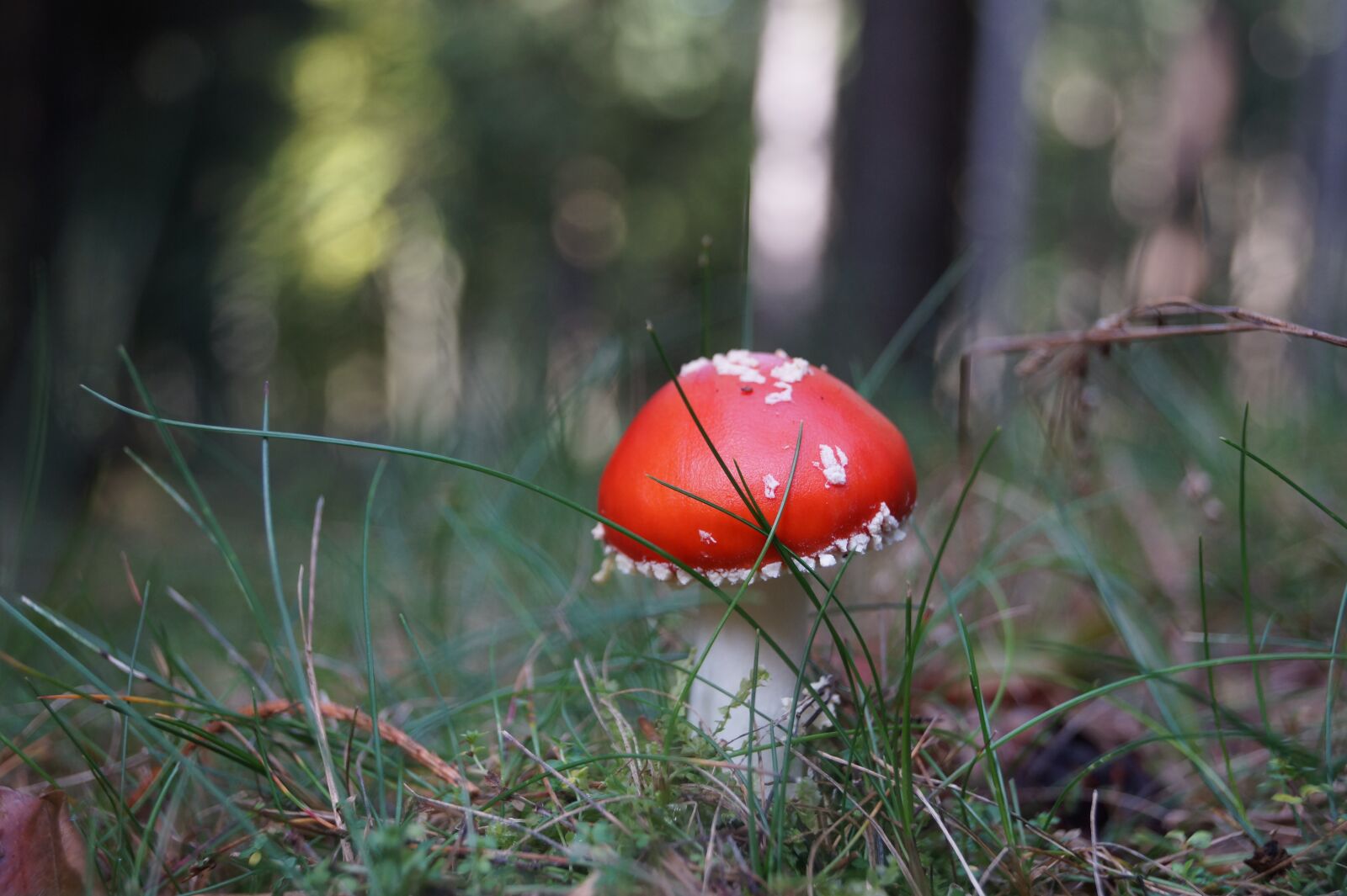 Sony DT 18-55mm F3.5-5.6 SAM II sample photo. Fly agaric, forest, nature photography