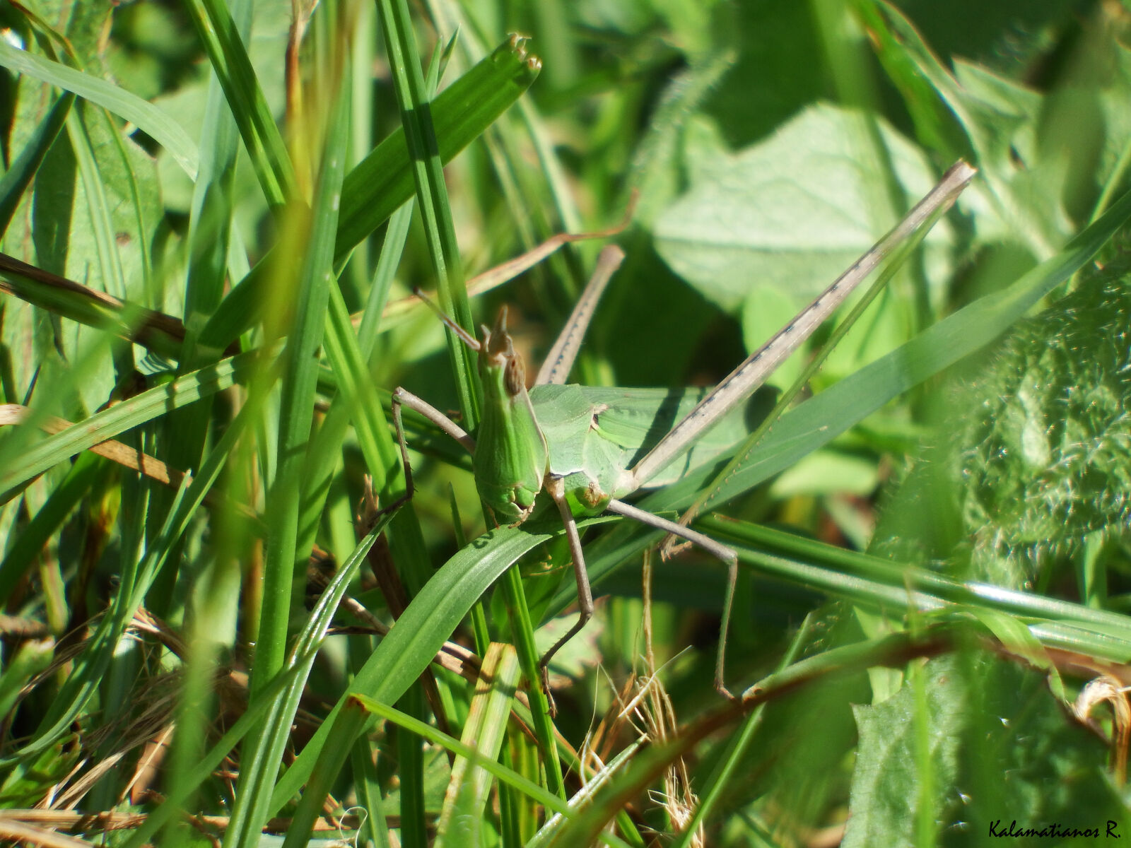 Fujifilm FinePix S1 sample photo. Grass, grasshopper, insect photography