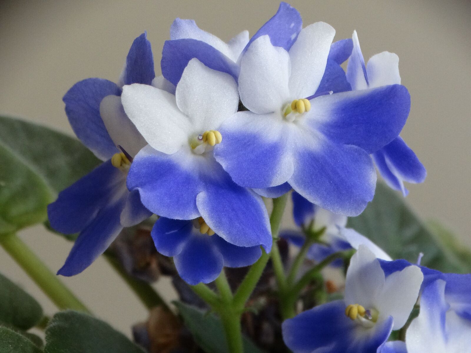 Sony Cyber-shot DSC-HX300 sample photo. Violet, flower, flowers photography