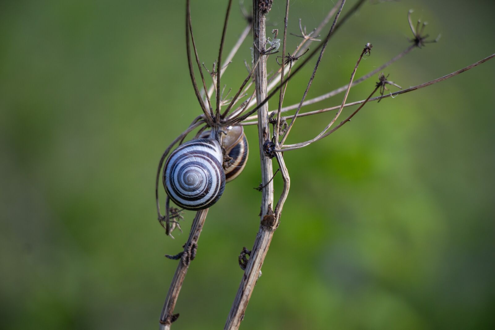Canon EOS 100D (EOS Rebel SL1 / EOS Kiss X7) sample photo. Snails, garden, nature photography