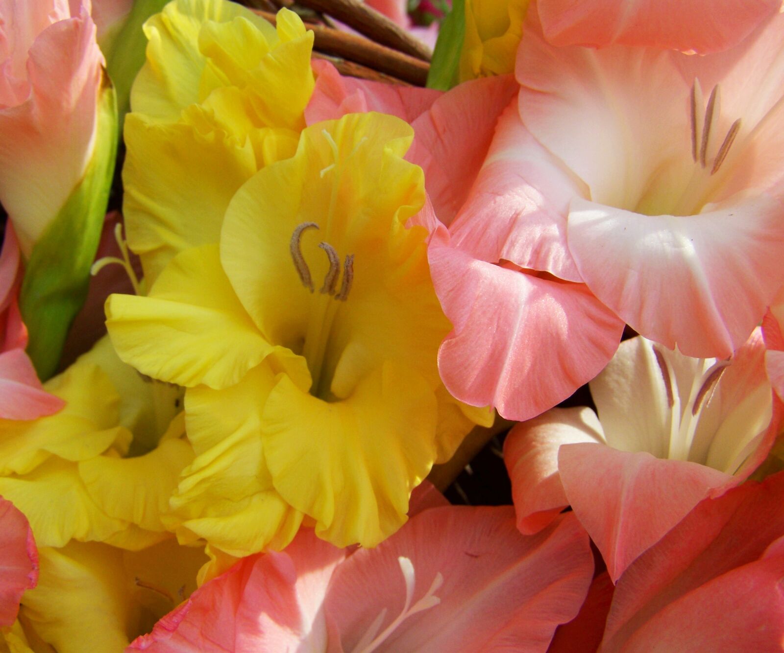 Kodak EASYSHARE ZD710 ZOOM DIGITAL CAMERA sample photo. Gladiolus, yellow, pale pink photography