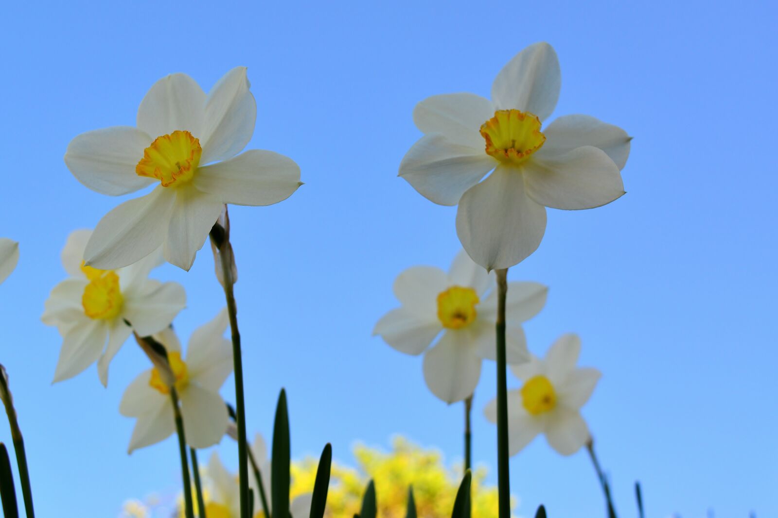 Nikon D5200 sample photo. Garden, narcissus, bright photography