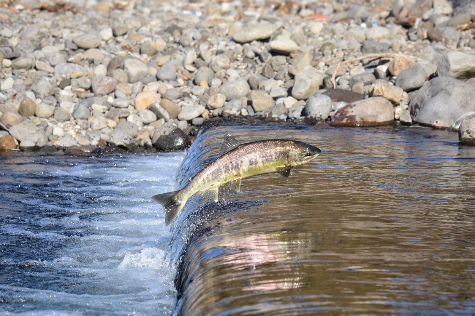 Nikon D7200 sample photo. Animal, river, water photography