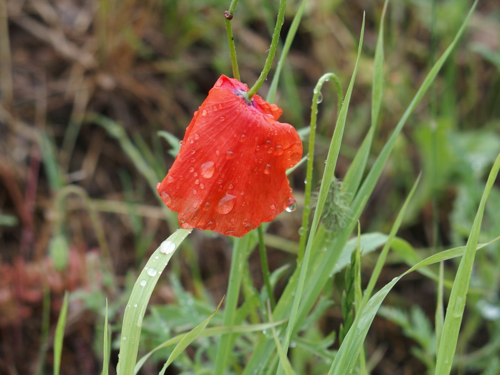 Olympus STYLUS1,1s sample photo. Poppy, drop of water photography