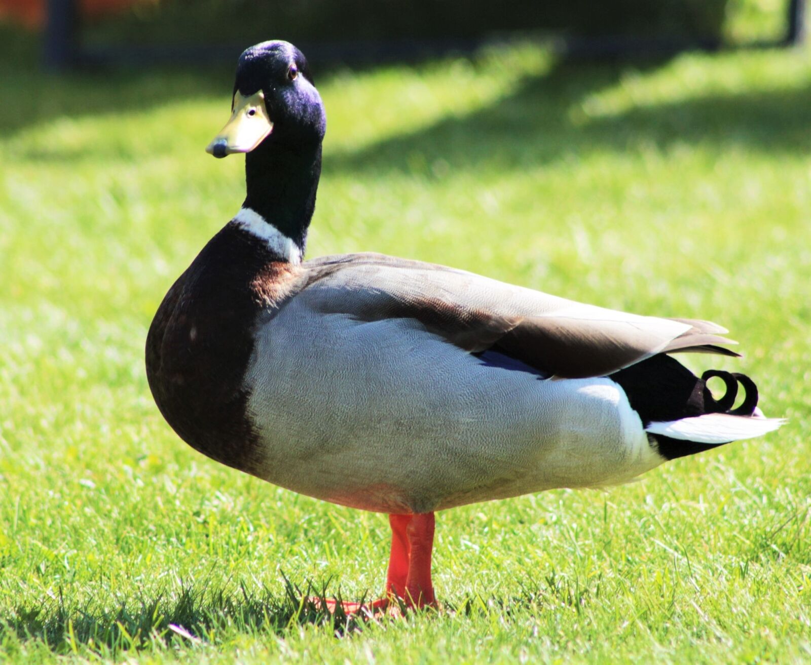 Canon EF 75-300mm f/4-5.6 sample photo. Duck, mallard, bill photography