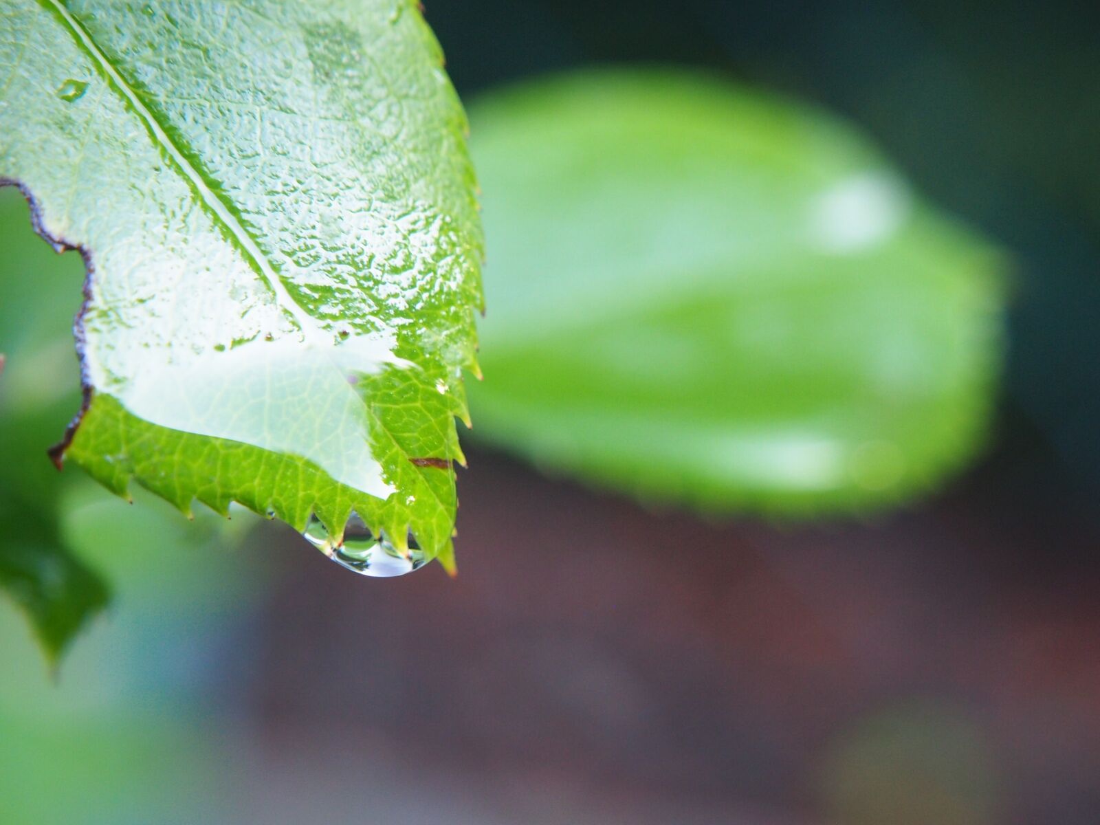 Olympus OM-D E-M10 sample photo. Rosenblatt, leaf, green photography