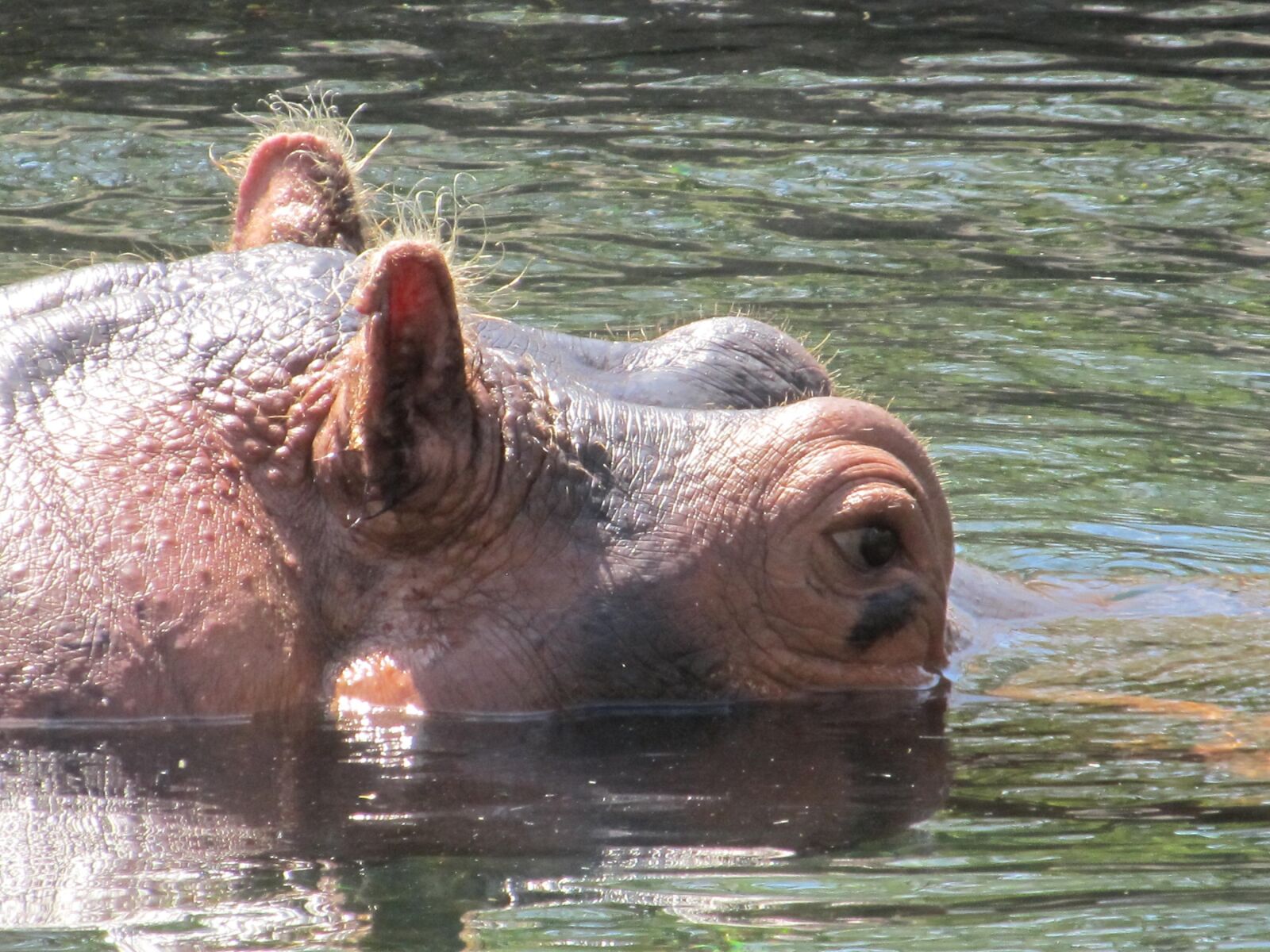 Canon PowerShot SX130 IS sample photo. Hippopotamus, hippo, wildlife photography