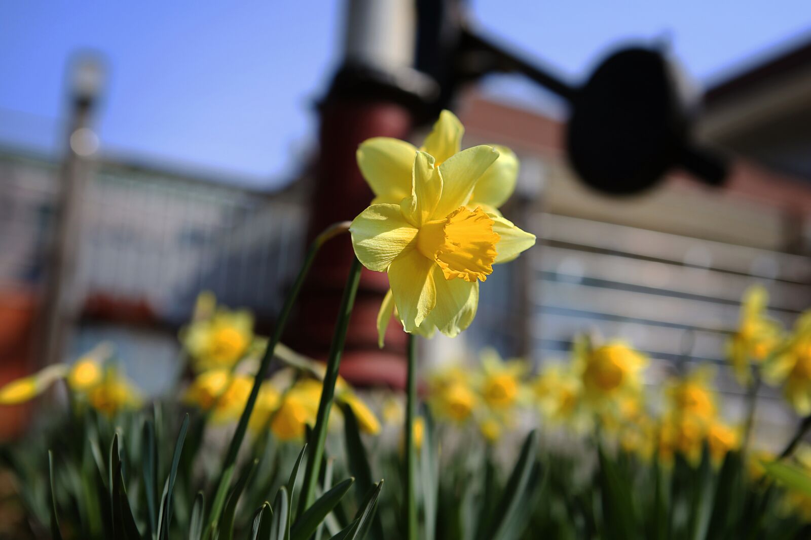 Canon EOS 5D Mark III + Canon EF 24-70mm F2.8L USM sample photo. Narcissus, railroad tracks, flowers photography