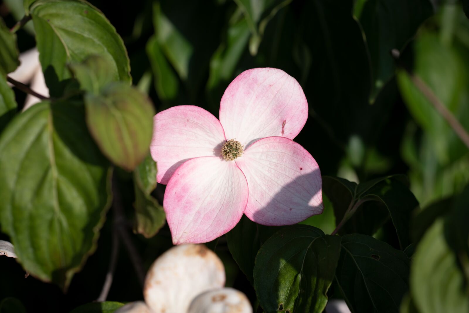 Nikon D750 sample photo. Dogwood, blossom, bloom photography