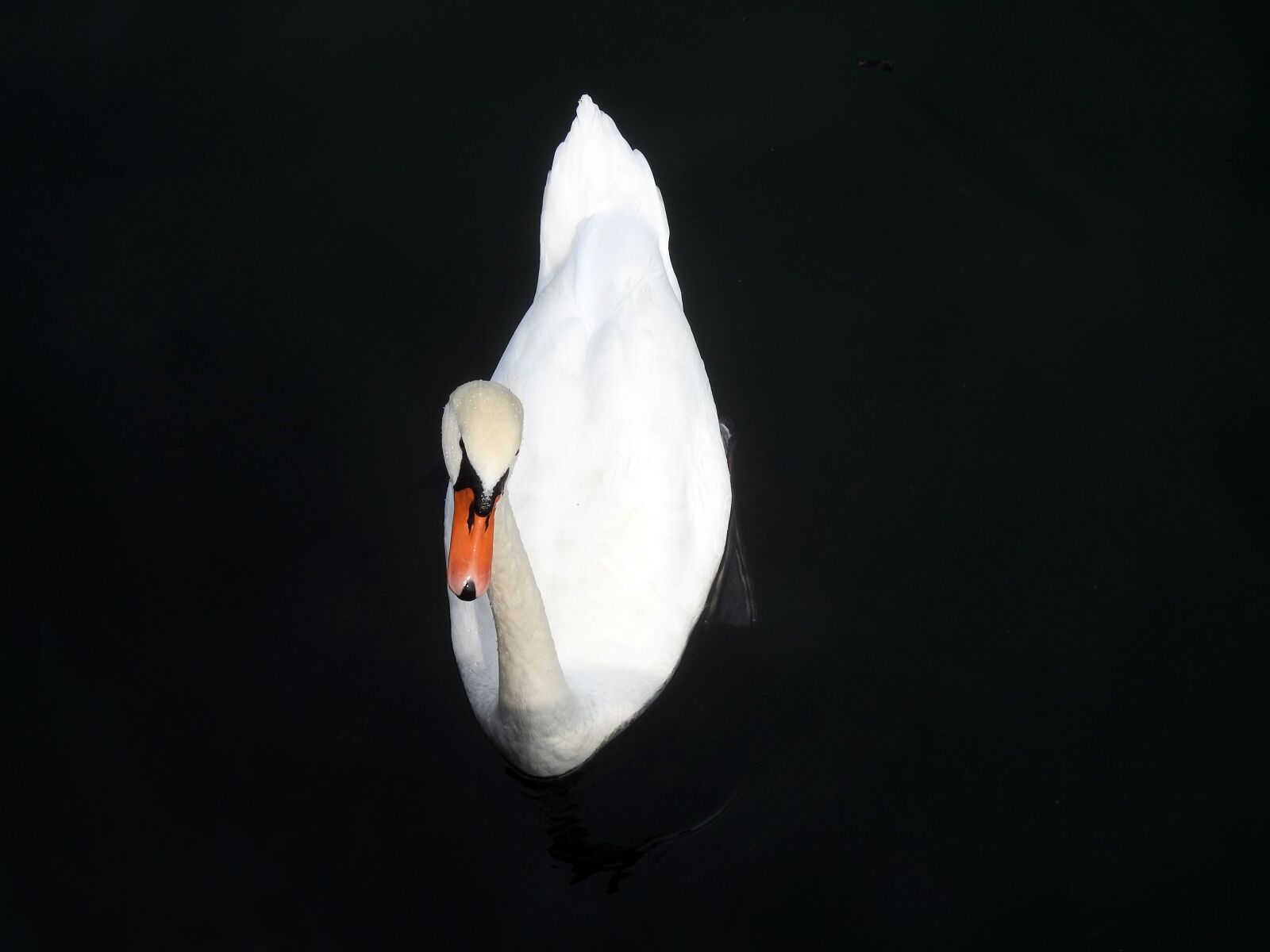 Nikon Coolpix P900 sample photo. Swan, water, white photography
