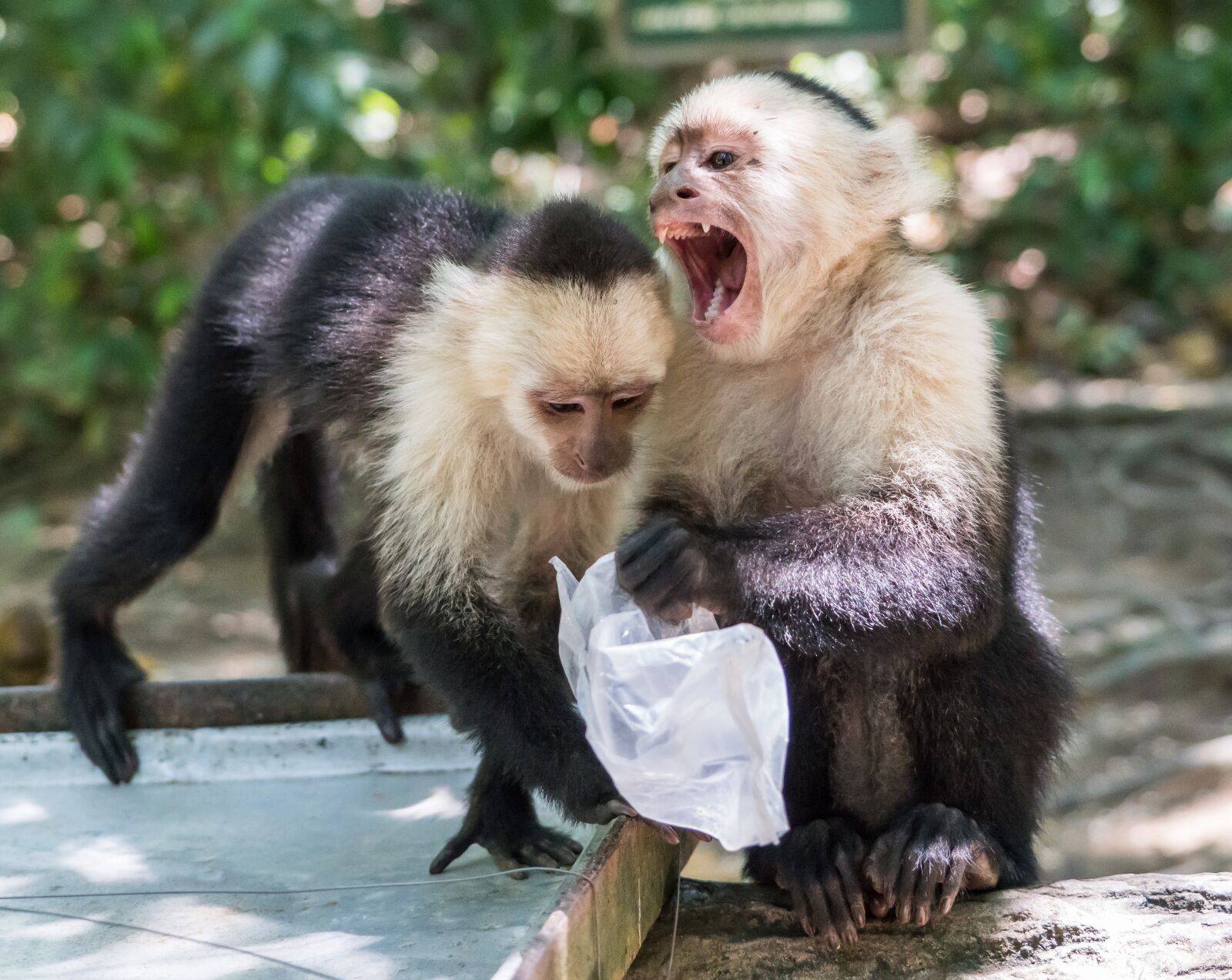 Sony a7R II + Sony FE 24-240mm F3.5-6.3 OSS sample photo. White-headed capuchin, monkeys, mammal photography
