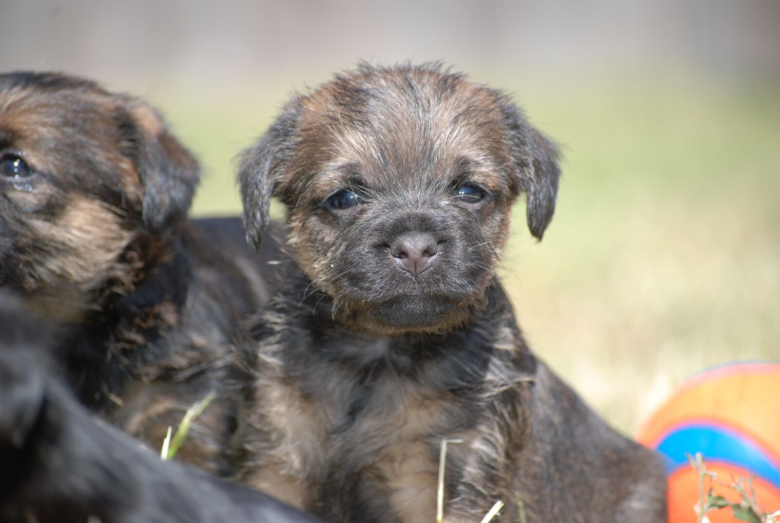 Nikon D80 sample photo. Border terrier, puppy, dog photography
