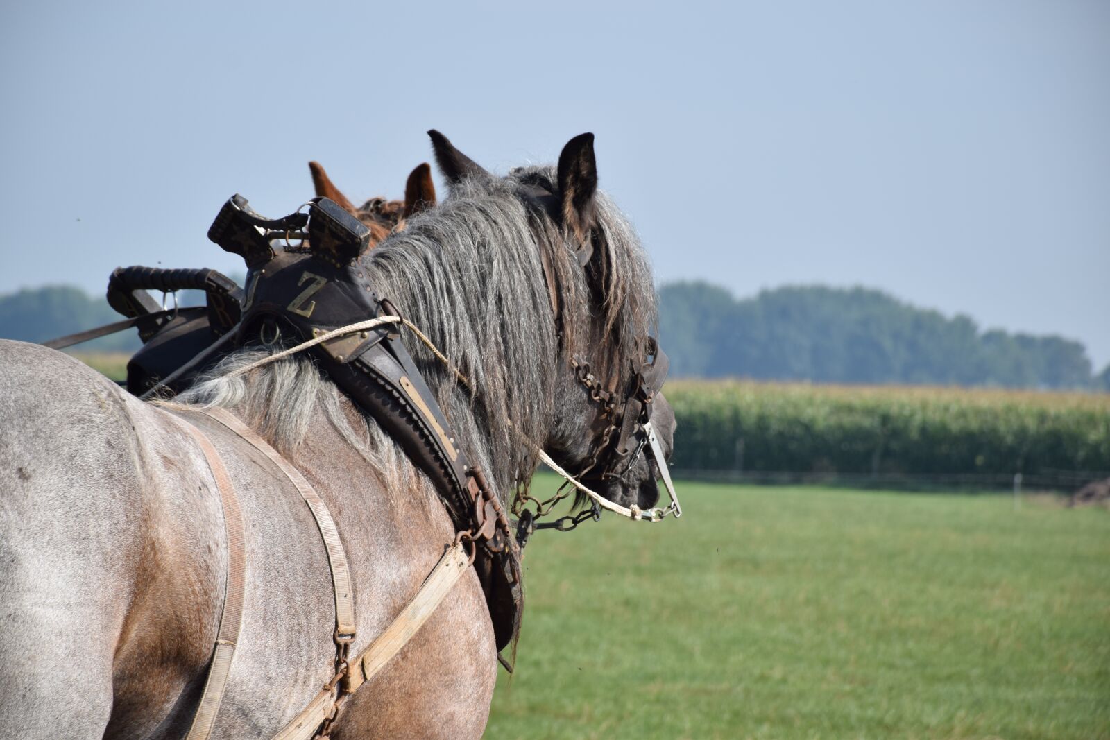 Nikon D5300 sample photo. Horse, team, farmer photography