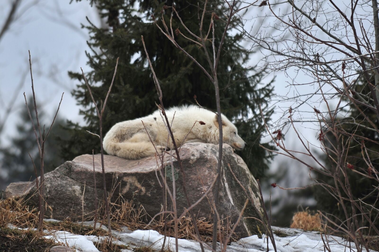 Nikon D3 sample photo. Wolf, zoo, sleeping photography