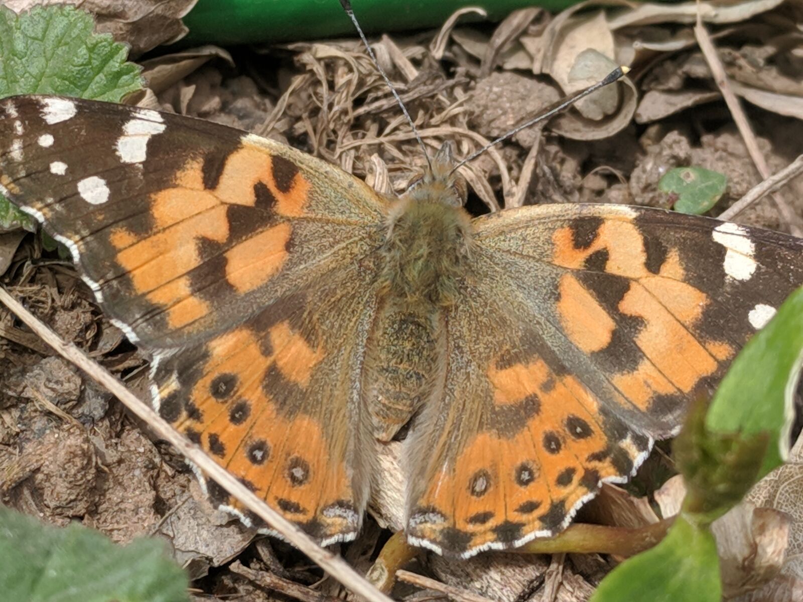 Google Pixel XL sample photo. Butterfly, wings, painted lady photography