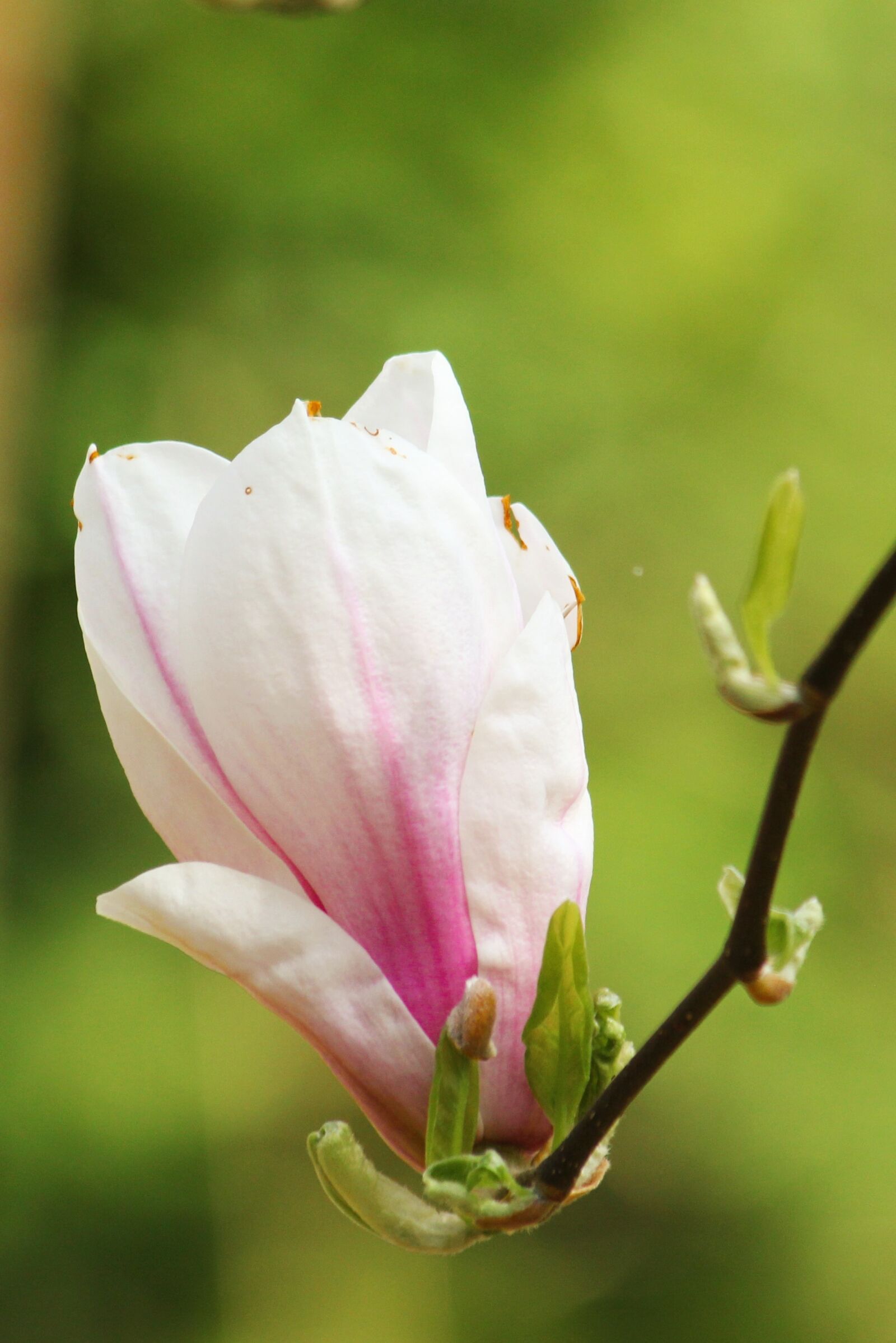 Canon EOS 550D (EOS Rebel T2i / EOS Kiss X4) sample photo. Magnolia, blossom, bloom photography