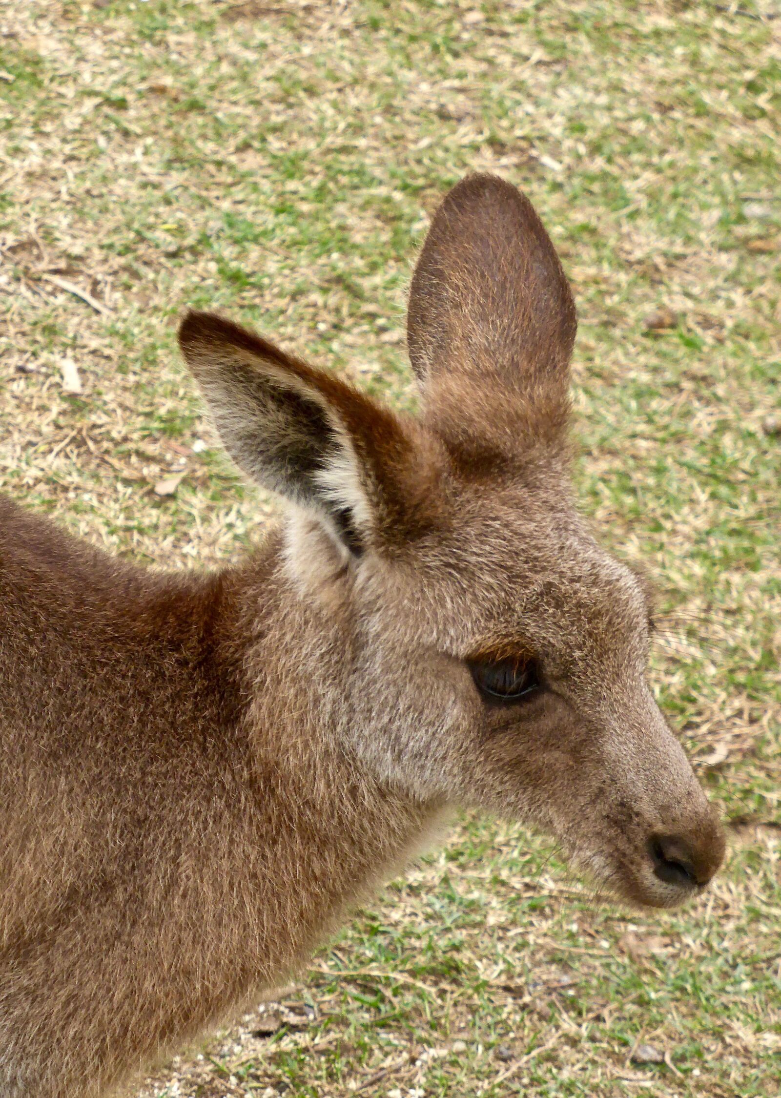 Panasonic DMC-TZ41 sample photo. Kangaroo, face, australia photography