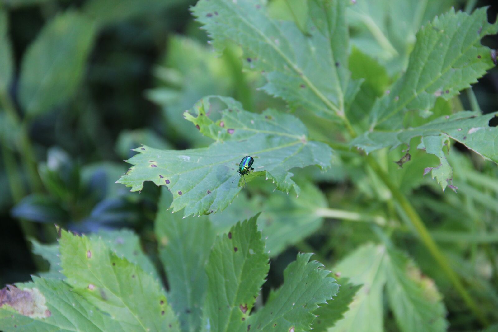 Canon EF-S 18-135mm F3.5-5.6 IS sample photo. Leaf, nature, insect photography