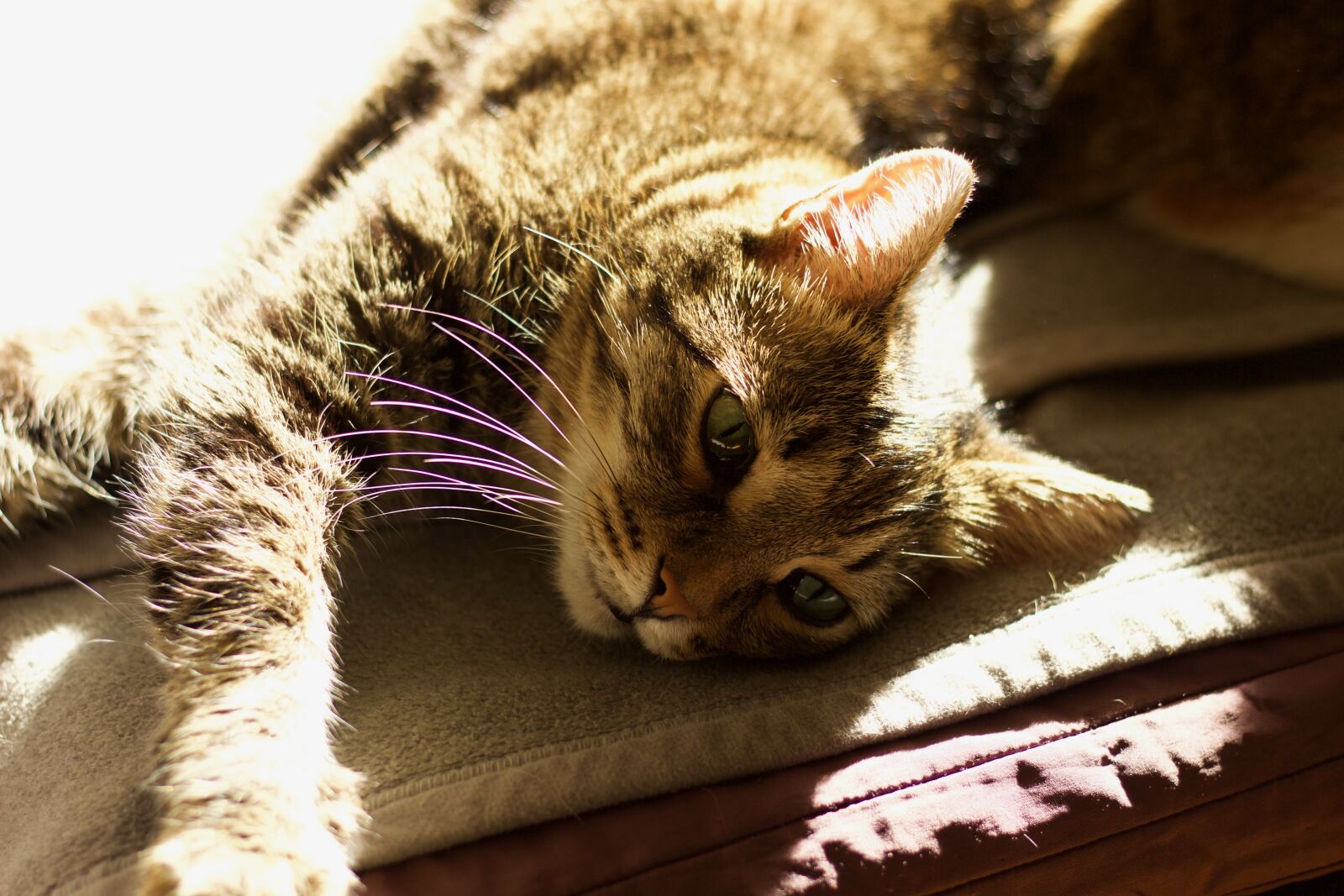 Canon EOS 600D (Rebel EOS T3i / EOS Kiss X5) + Canon EF 50mm F1.8 STM sample photo. Cat, cute, animal photography