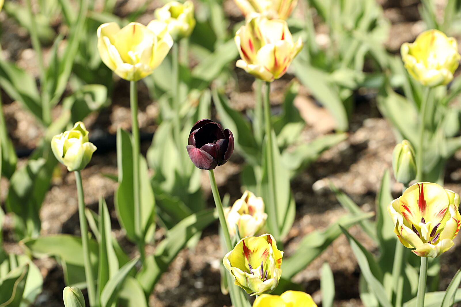 Canon EOS R sample photo. Tulip, spring, nature photography