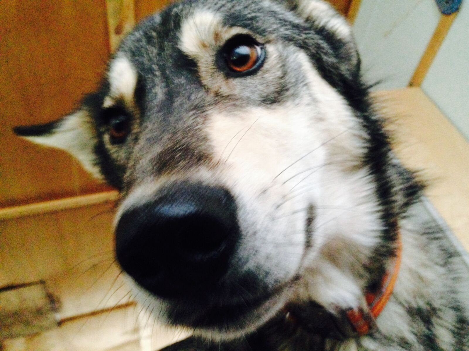 iPhone 5 back camera 4.12mm f/2.4 sample photo. Close, up, dog, husky photography