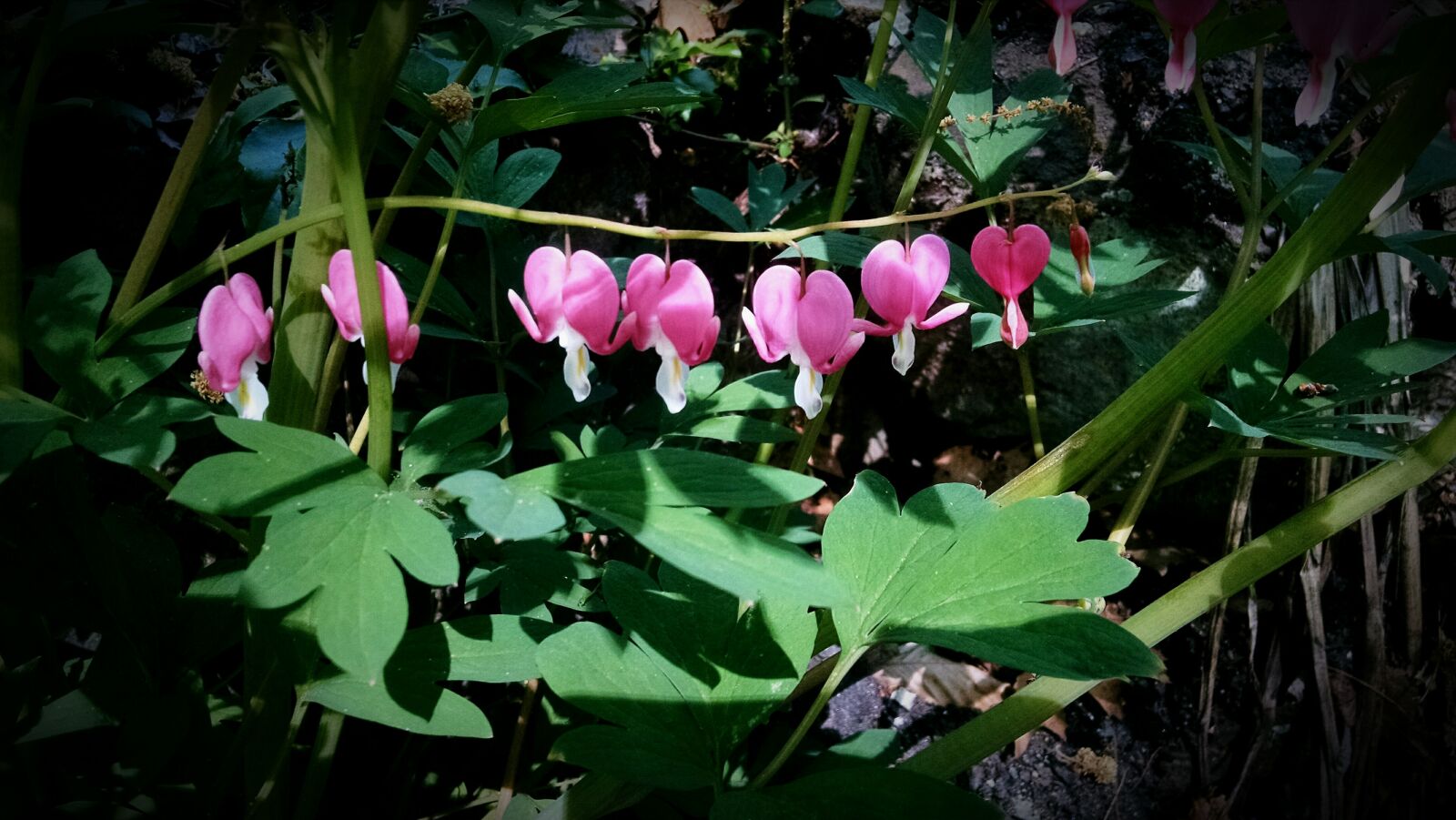Motorola Moto X (1st Gen) sample photo. Blossom, flowers, heart, nature photography