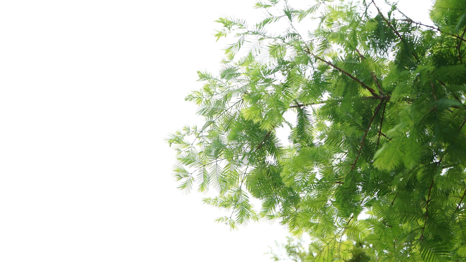 Sony FE 28-70mm F3.5-5.6 OSS sample photo. Sky, tree, nature photography