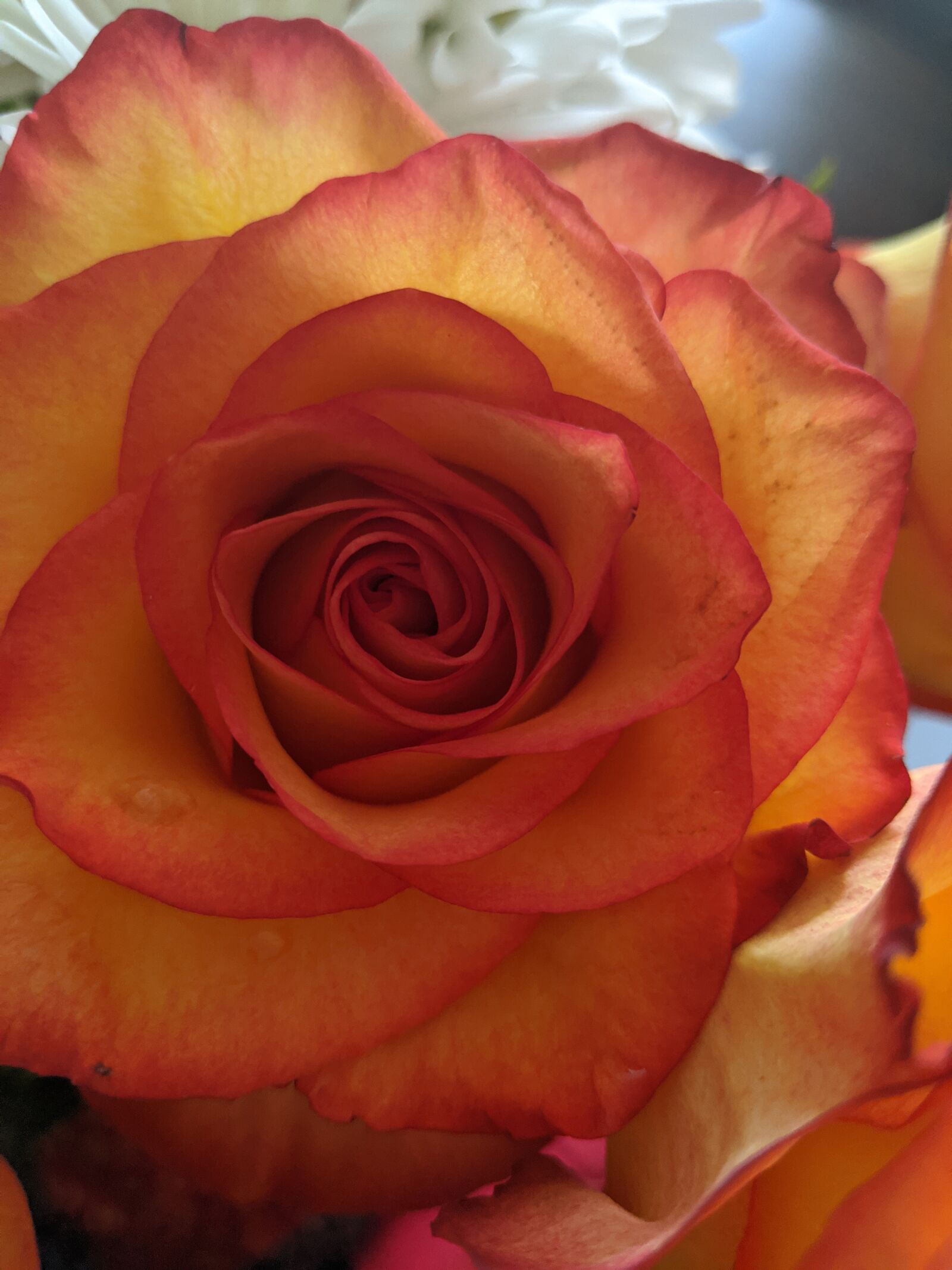 Google Pixel 2 XL sample photo. Flowers, orange, white photography