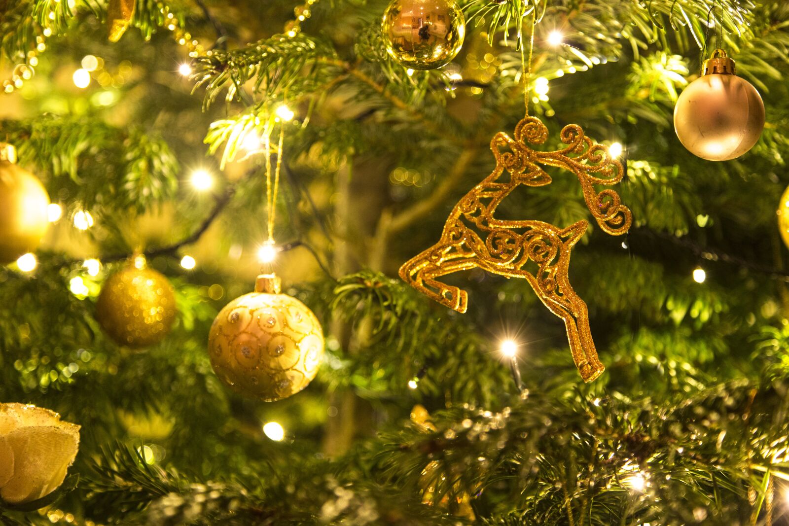 Canon EF 24-105mm F4L IS USM sample photo. Christmas, golden, xmas photography