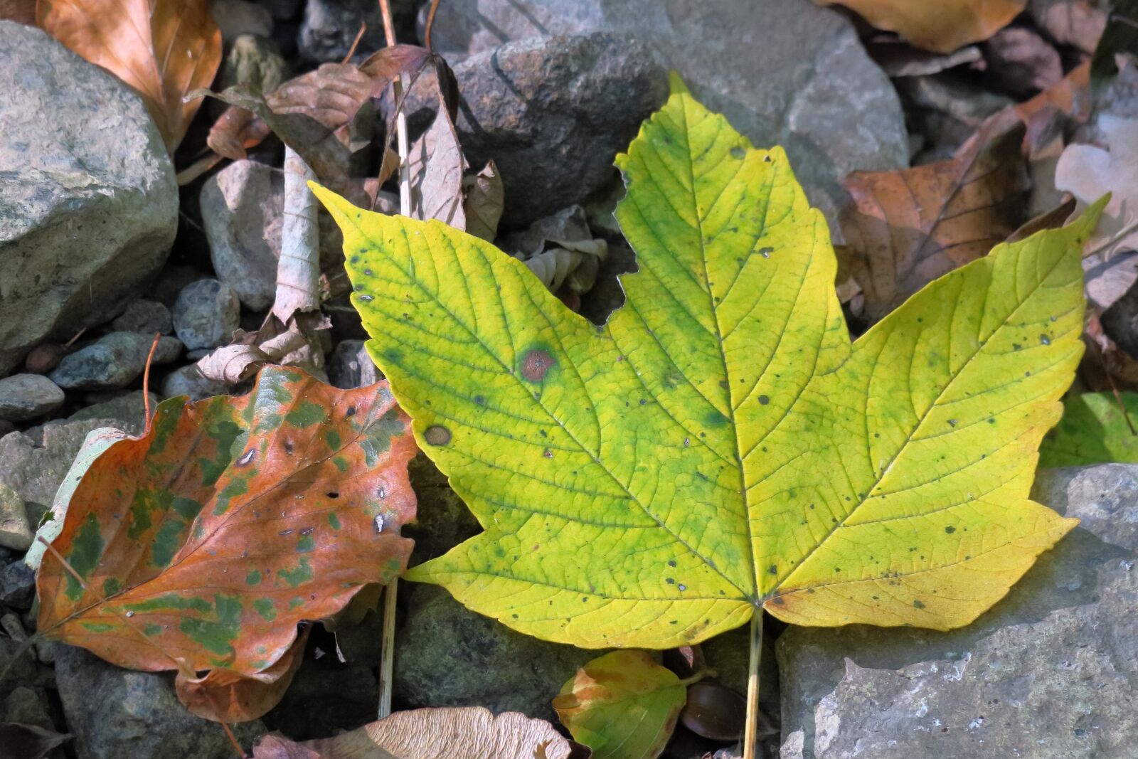 Canon PowerShot G3 X sample photo. Leaf, autumn, maple photography