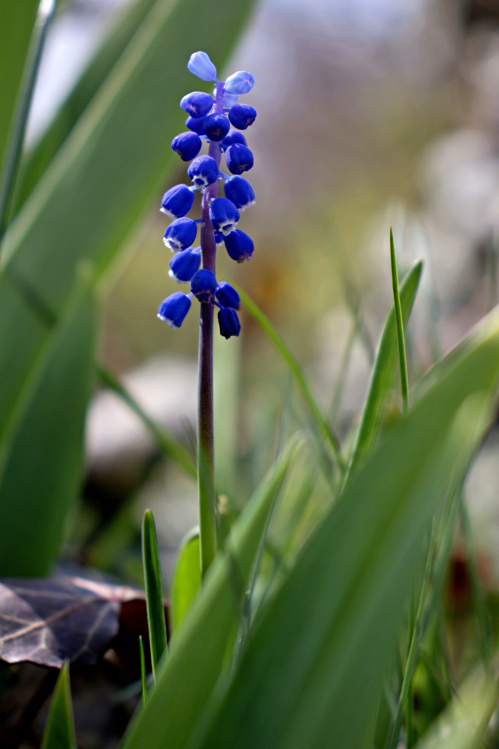 Canon EOS 800D (EOS Rebel T7i / EOS Kiss X9i) sample photo. Szafirek, flower, bloom photography