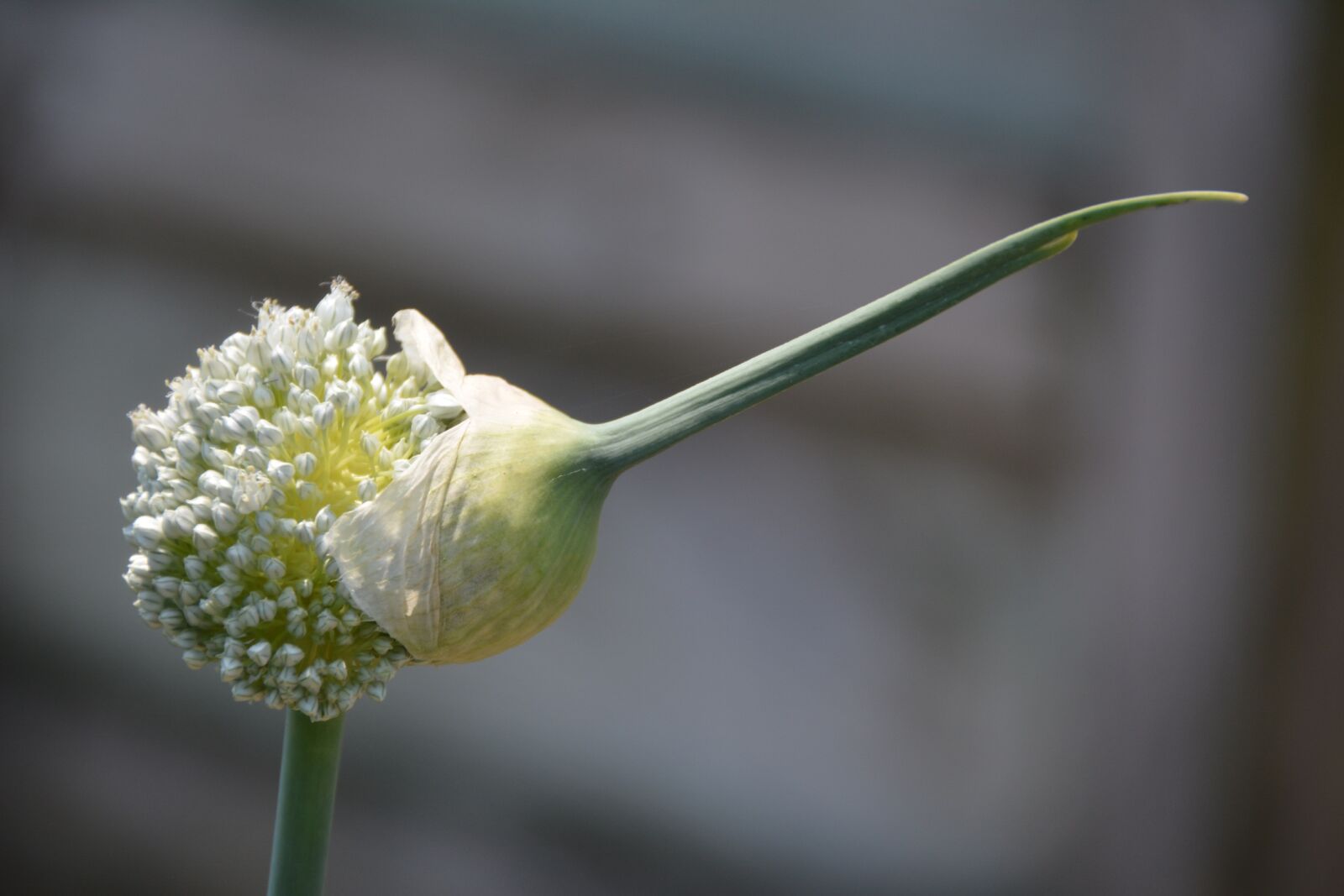 Nikon D7100 sample photo. Emergence, emerging, birth photography