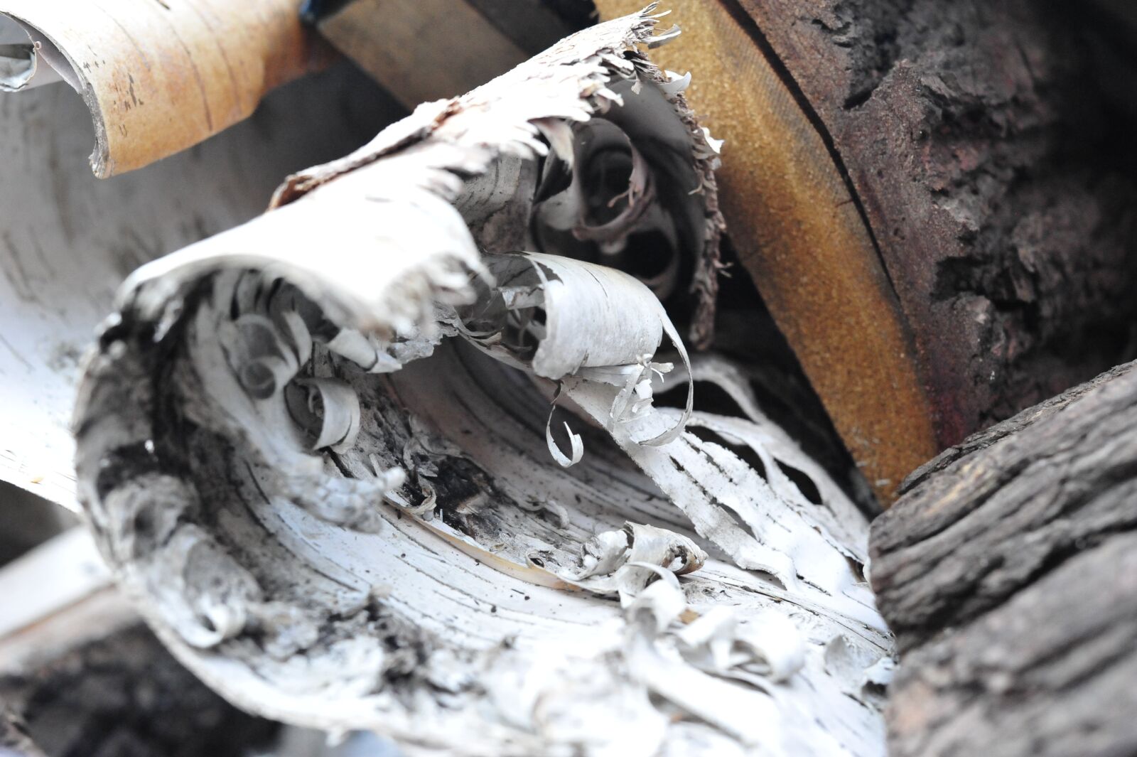 Nikon D700 sample photo. Wood, nature, old photography