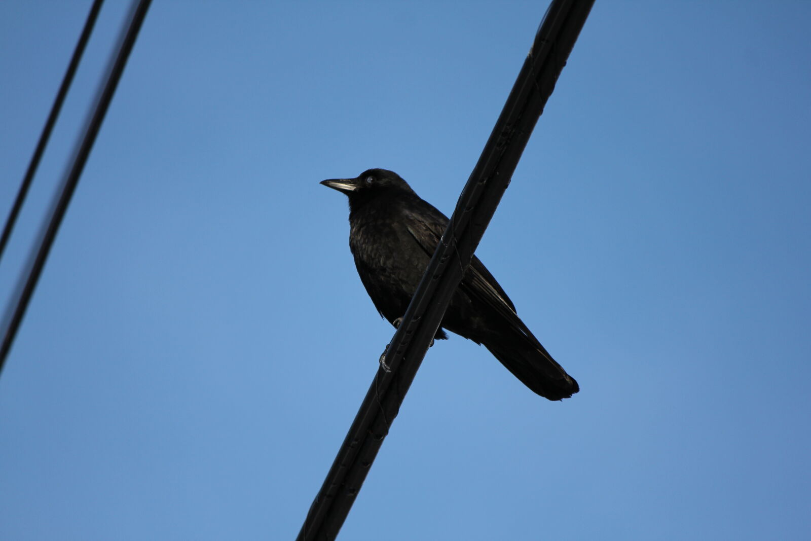 Canon EF-S 55-250mm F4-5.6 IS sample photo. Bird, blue, sky, crow photography