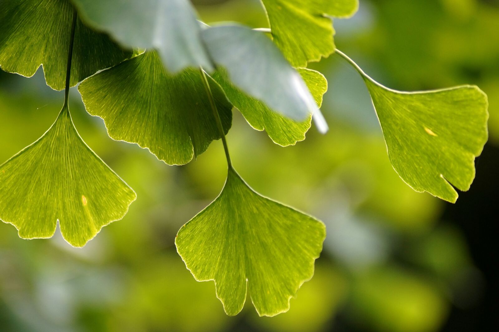 Sony SLT-A58 sample photo. Ginkgo, gingko, biloba photography