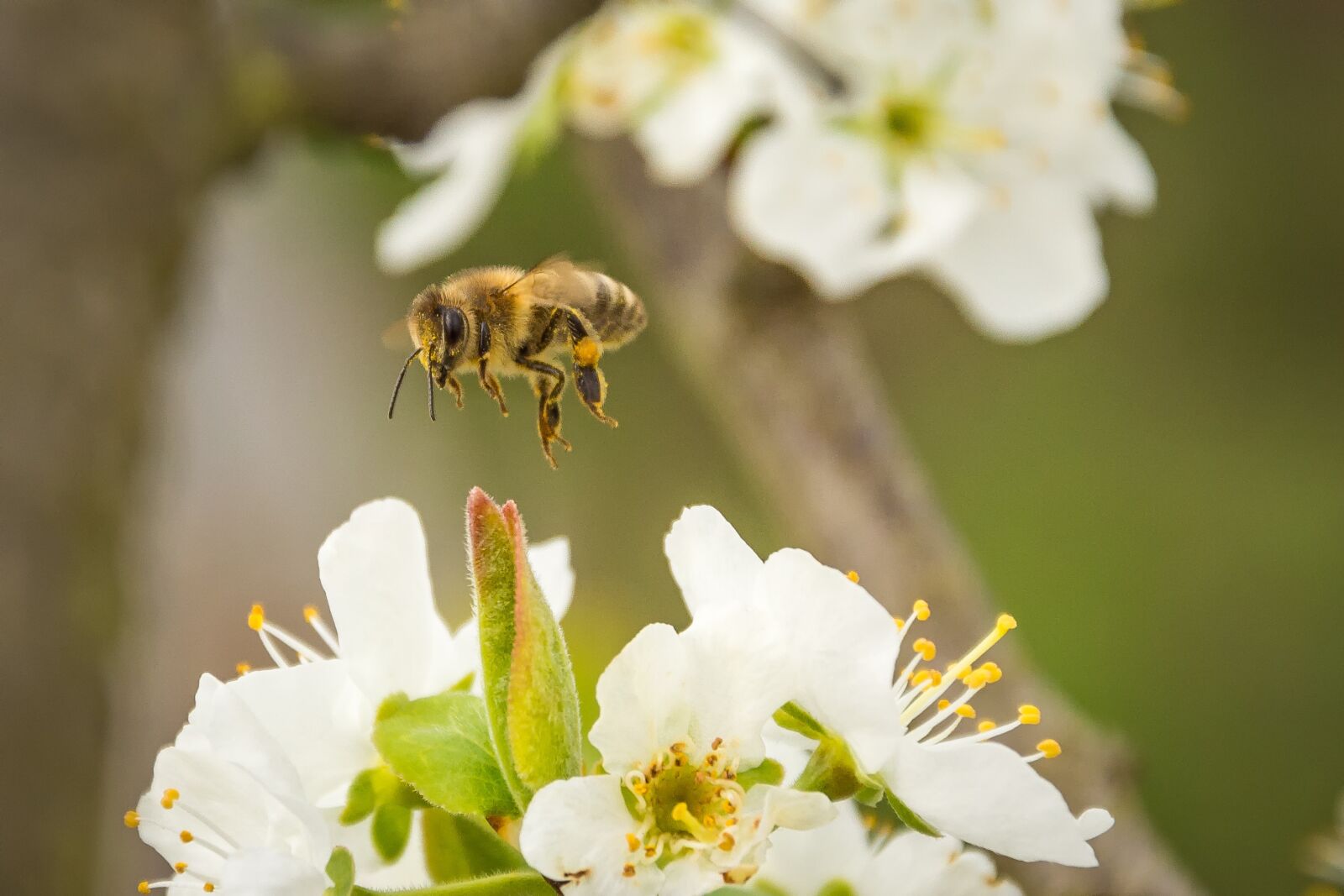 Nikon D7200 sample photo. Bee, honey bee, blossom photography