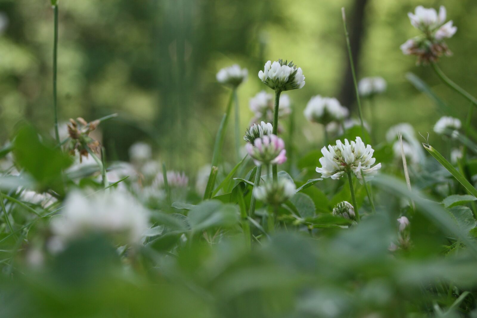 Canon EOS 30D sample photo. Grass, clover, nature photography