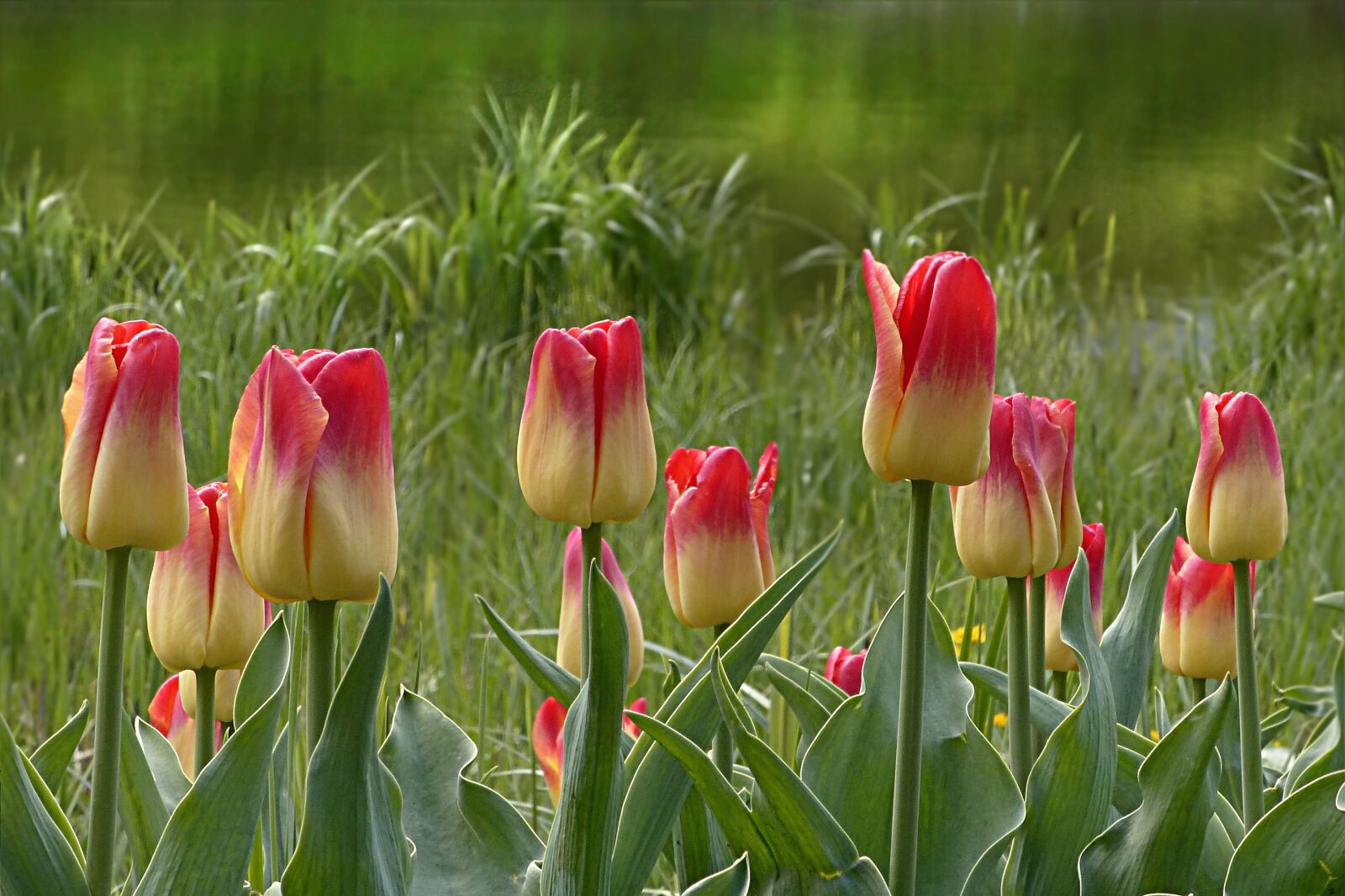 Panasonic Lumix DMC-FZ200 sample photo. Tulip, flower, tulipa photography