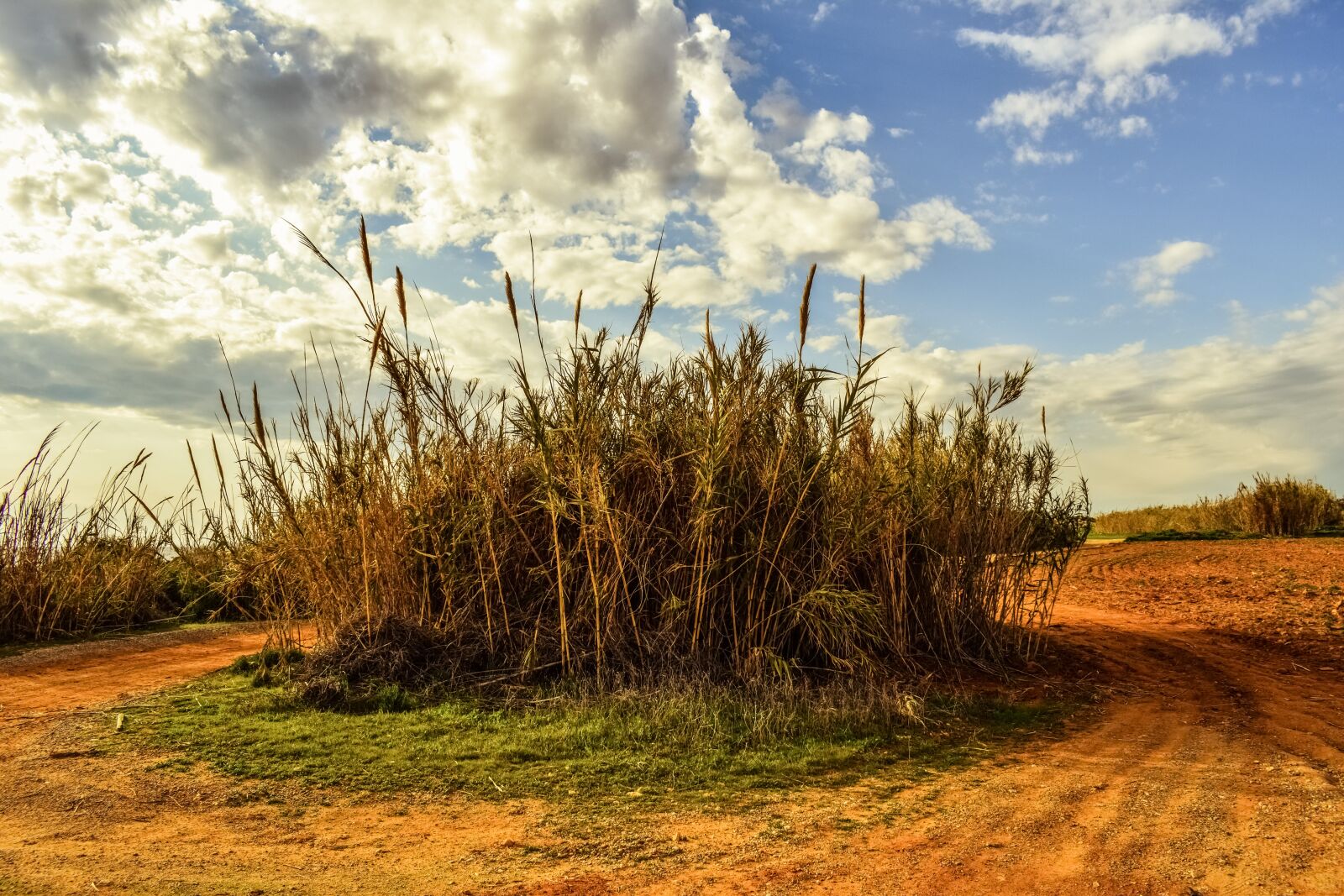 Nikon D3300 sample photo. Reeds, field, countryside photography