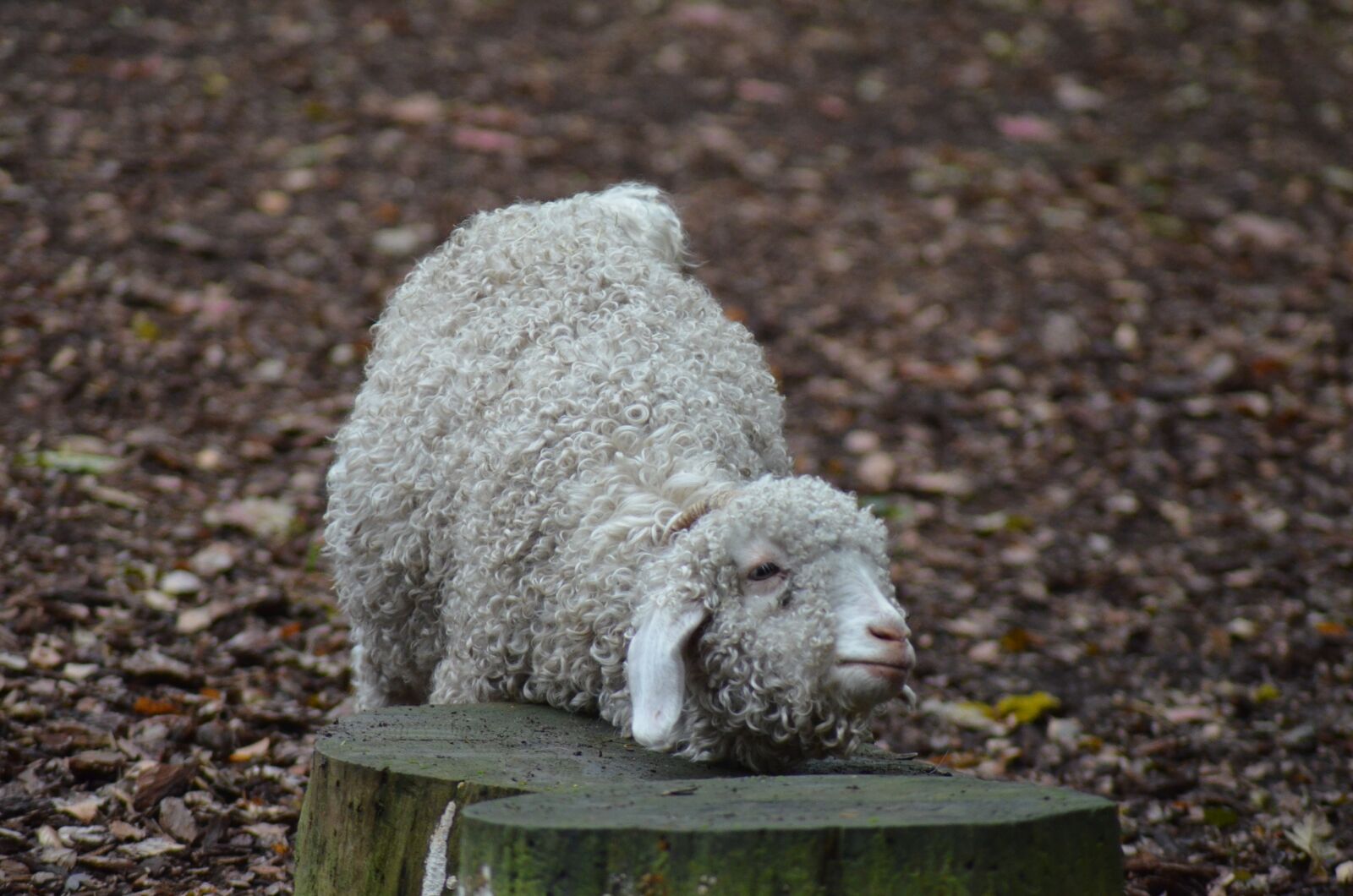 Nikon D5100 sample photo. Sheep, animal, animals photography