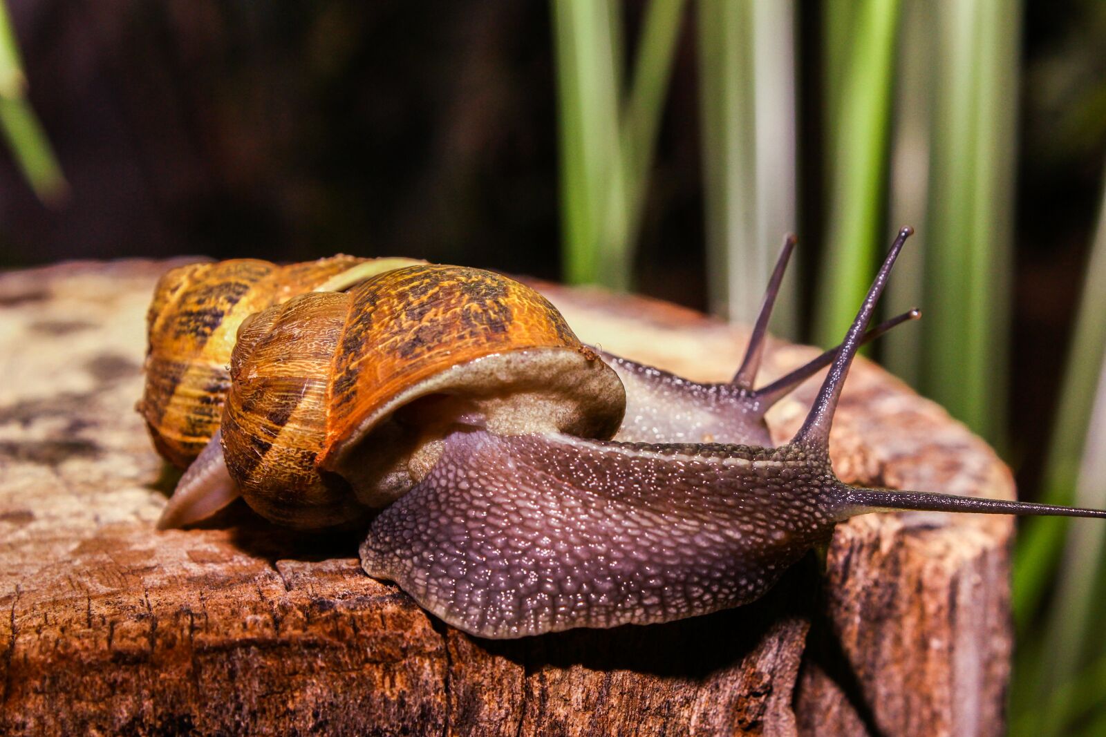 Canon EOS 600D (Rebel EOS T3i / EOS Kiss X5) sample photo. Snail, animal, nature photography