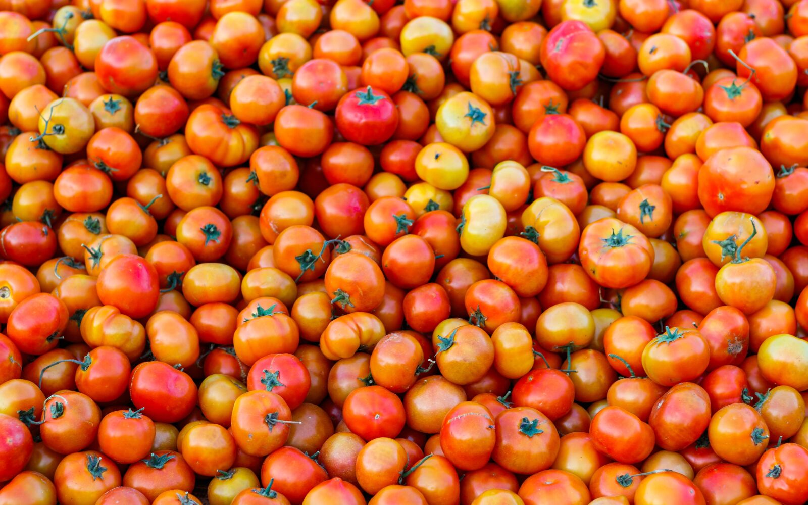 Canon EOS 7D Mark II sample photo. Tomatoes, vegetable, tomato photography