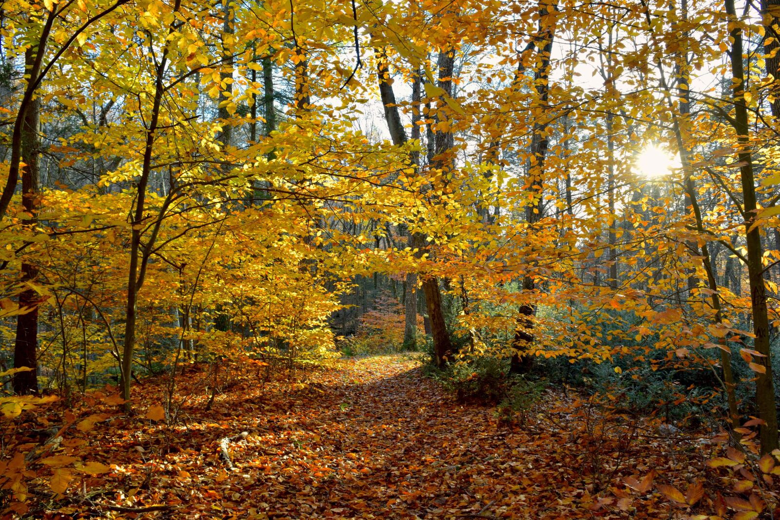 Nikon D3300 sample photo. Foliage, leaves, autumn photography
