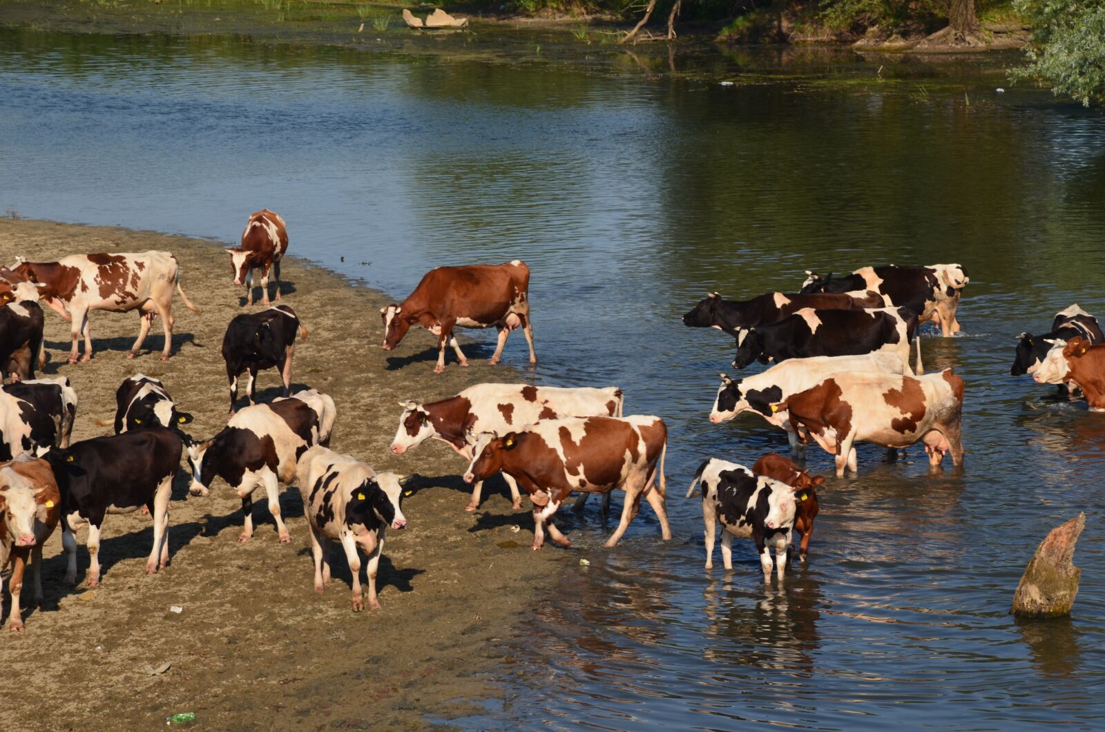 Nikon D5100 sample photo. Cows, animals, farm photography