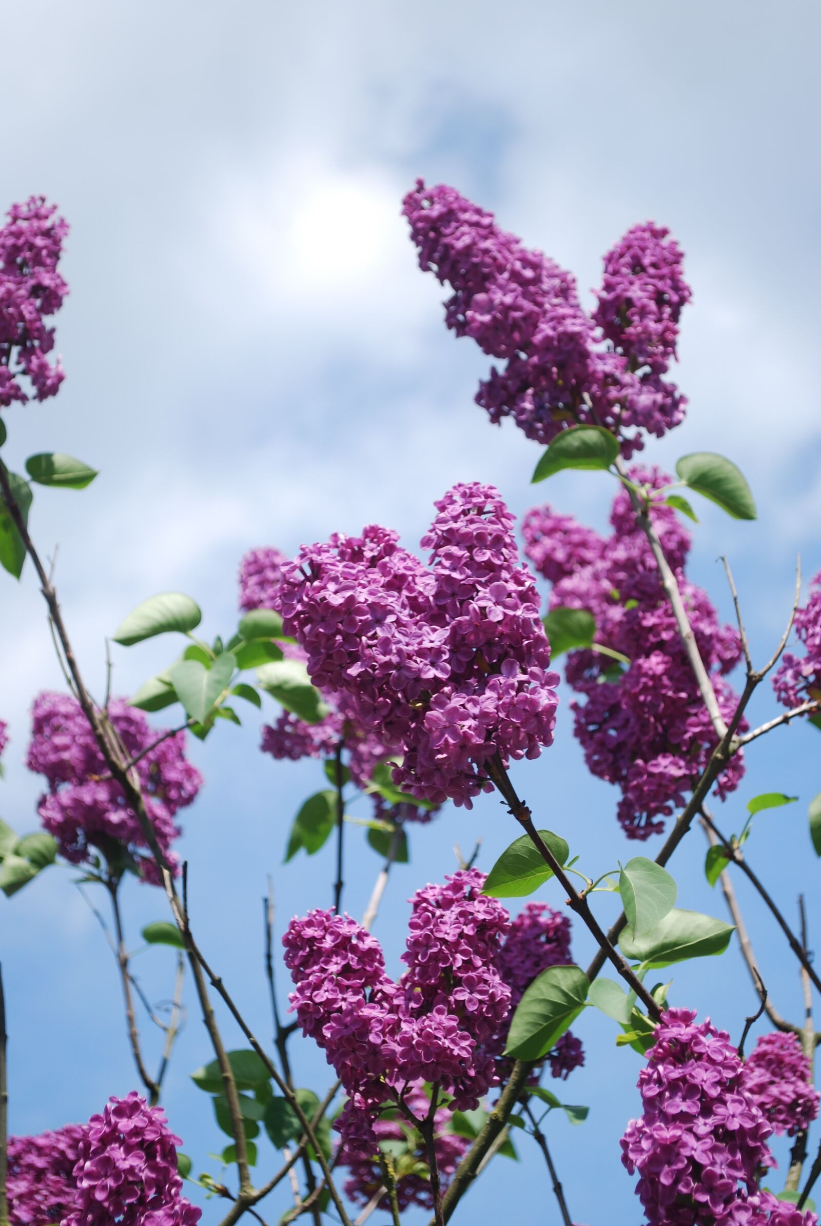 Nikon D60 sample photo. Lilac, flowers, lilac branches photography